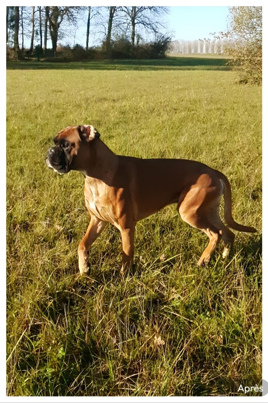  Viggo de la Croix de Cazeneuve