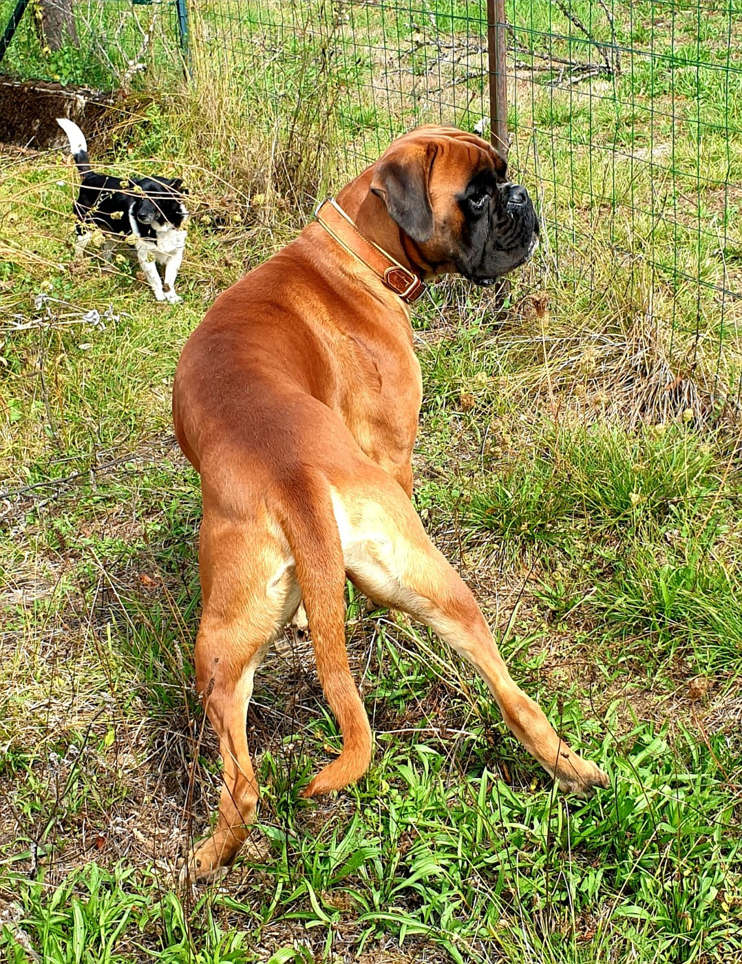 Viggo de la Croix de Cazeneuve