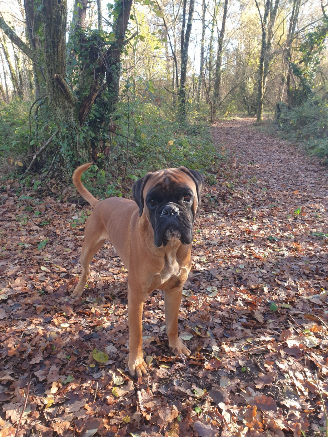  Viggo de la Croix de Cazeneuve