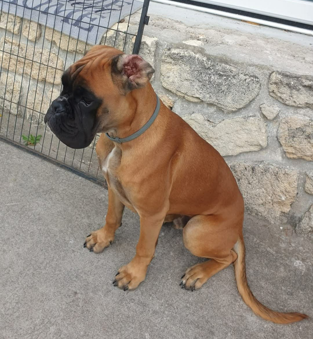  Viggo de la Croix de Cazeneuve