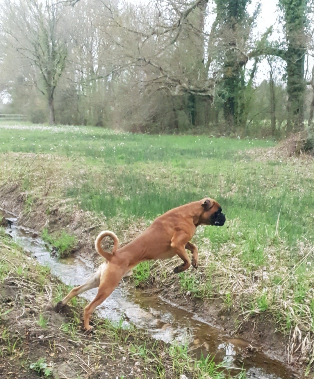  Viggo de la Croix de Cazeneuve