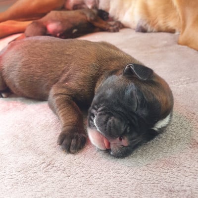 Les chiots de Boxer