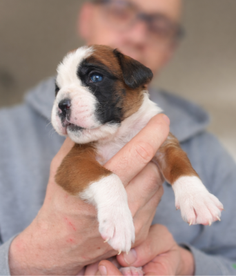 Les chiots de Boxer