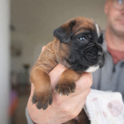 Les chiots de Boxer