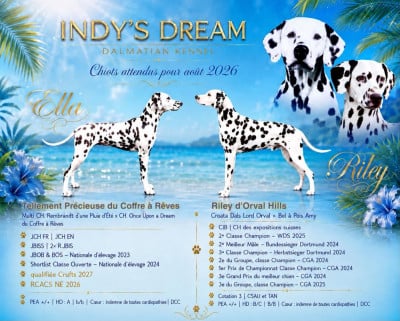Les chiots de Dalmatien