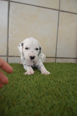 Les chiots de Dalmatien