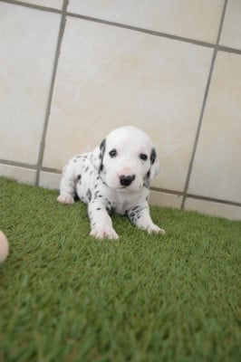 Les chiots de Dalmatien