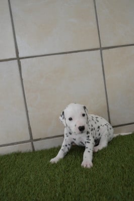 Les chiots de Dalmatien