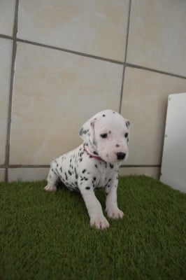 Les chiots de Dalmatien