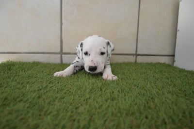 Les chiots de Dalmatien