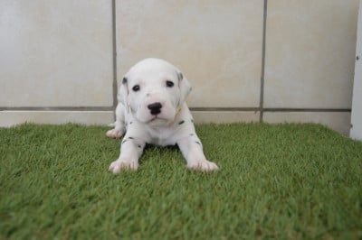 Les chiots de Dalmatien