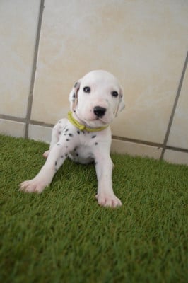 Les chiots de Dalmatien
