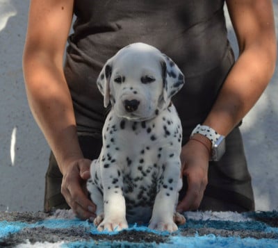 Les chiots de Dalmatien