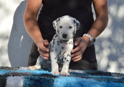 Les chiots de Dalmatien