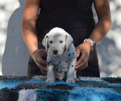 Les chiots de Dalmatien