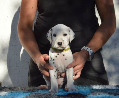 Les chiots de Dalmatien
