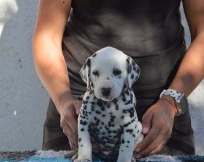 Les chiots de Dalmatien
