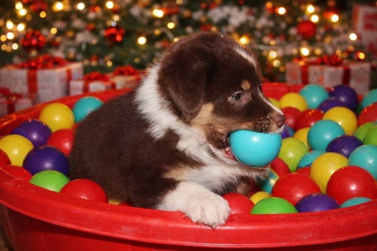 Azura - Berger Australien