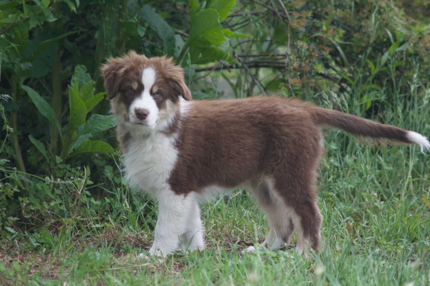 Baloo