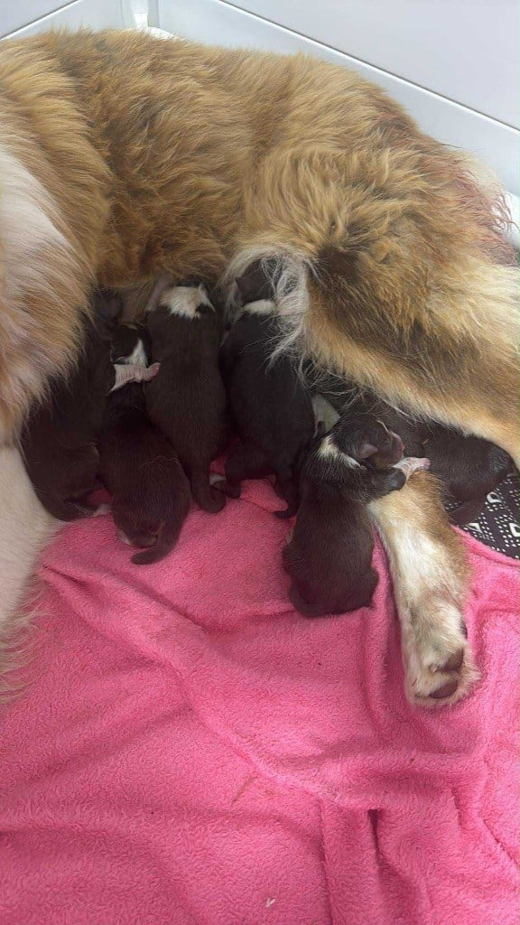 Berger Australien - L’Opalyne Des Pierres Précieuses