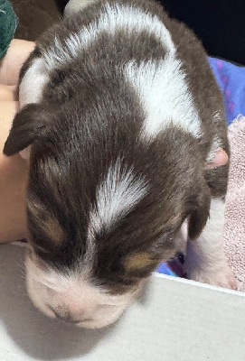 Les chiots de Berger Australien