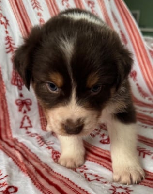 Les chiots de Berger Australien