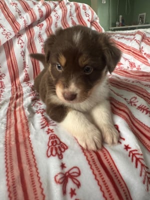 Les chiots de Berger Australien