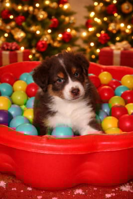 Les chiots de Berger Australien