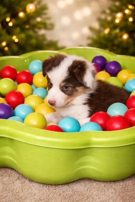 Les chiots de Berger Australien