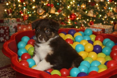 Les chiots de Berger Australien