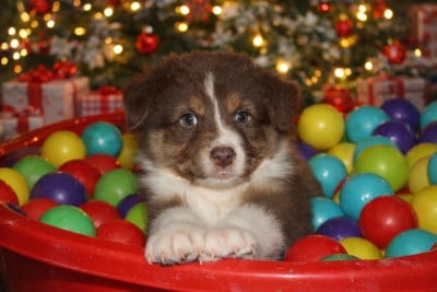 Les chiots de Berger Australien