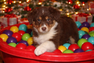 Les chiots de Berger Australien