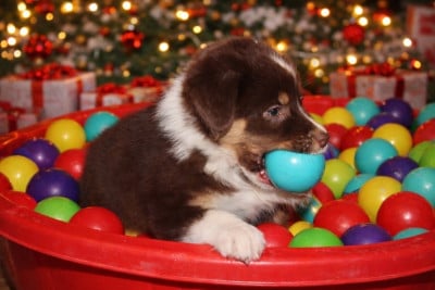 Les chiots de Berger Australien