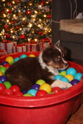 Les chiots de Berger Australien