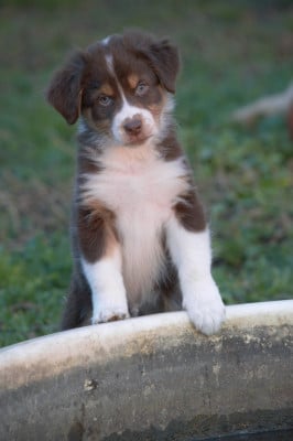 Les chiots de Berger Australien