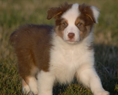 Les chiots de Berger Australien