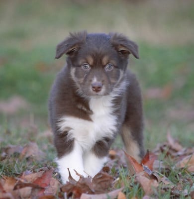 Les chiots de Berger Australien