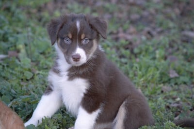 Les chiots de Berger Australien