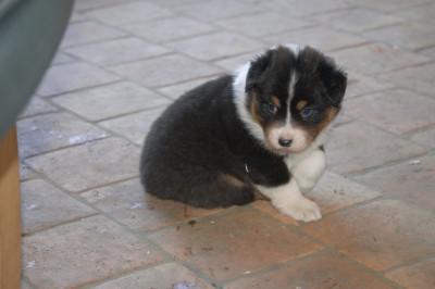 Les chiots de Berger Australien