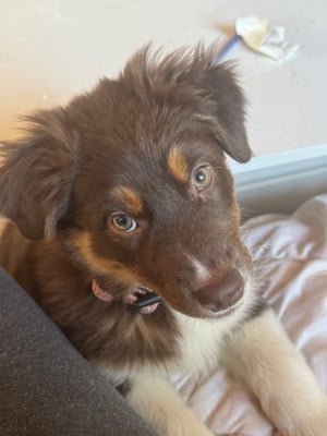 Les chiots de Berger Australien