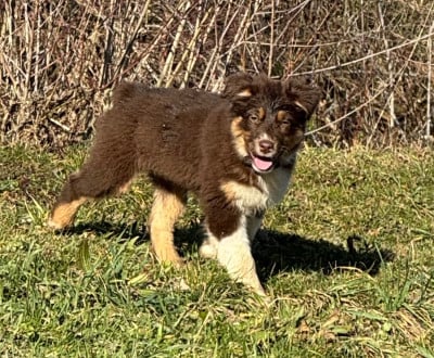 Les chiots de Berger Australien