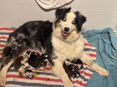 Les chiots de Berger Australien