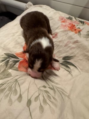 Les chiots de Berger Australien