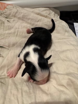 Les chiots de Berger Australien