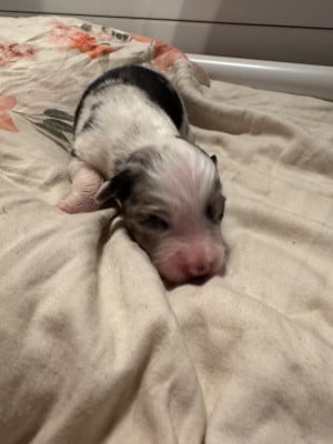 Les chiots de Berger Australien