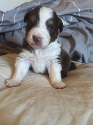 Les chiots de Berger Australien