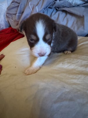 Les chiots de Berger Australien
