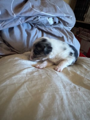 Les chiots de Berger Australien