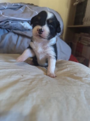 Les chiots de Berger Australien