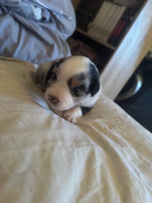 Les chiots de Berger Australien